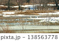 Swans and seagulls 138563778