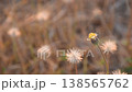 Tridax procumbens grass flower flowing from wind blow with butterfly and insect fly to feeding nectar on meadow in park 138565762