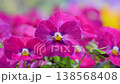 パンジーの花がそよ風で揺れる春の風景 138568408