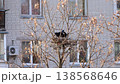 Wide shot of two black rooks working together to build a nest from twigs on a leafless tree branch. The scene takes place in an urban environment with a residential brick building in the background du 138568646