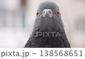 Macro video of a pigeon's head from a front view, showing the bird opening and closing its eyes. Detailed view of the orange iris and the nictitating membrane (third eyelid) blinking against a soft bl 138568651