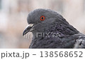 Macro video of a pigeon's head from a front view, showing the bird opening and closing its eyes. Detailed view of the orange iris and the nictitating membrane (third eyelid) blinking against a soft bl 138568652