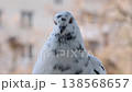 Pigeon portrait with white and grey speckled feathers, close-up of a bird's head with orange eye 138568657