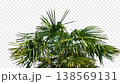 Isolated Palm Tree In Strong Wind Pre-Keyed With Alpha Channel 138569131