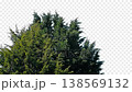 Isolated Bushy Pine Tree In Breeze Pre-Keyed With Alpha Channel 138569132