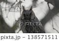 Long-eared owl perched on tree branch. Long-eared owl sitting in early spring forest. Close up of long-eared owl head with orange eyes and ears tufts blinking among mossy branches in nature background 138571511