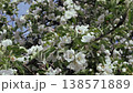Apple blossom in early spring. There are a lot of white apple blossoms against the blue sky. 138571889