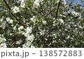 Apple blossom in early spring. There are a lot of white apple blossoms against the blue sky. 138572883