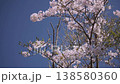 櫻花樹枝在風中搖曳 138580360