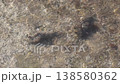 兩隻海蛞蝓 138580362
