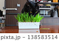 Cat eating grass 138583514