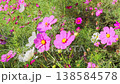 Cosmos swaying in the wind 138584578