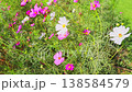 Cosmos swaying in the wind 138584579