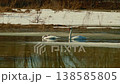 Swans in smelt water 138585805