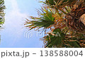 Palm tree leaves swaying in the breeze 138588004