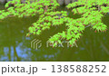 青もみじが風に揺れる池のある公園の風景動画 138588252