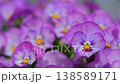 風に揺れるパンジーの花 クローズアップ 春の背景動画 138589171