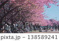 Long row cherry blossom trees in full bloom stretches through Japan park. Bicycles parked nearby while people relax beneath pink sakura during hanami festival. Spring leisure in spring peaceful nature 138589241
