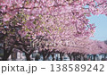 Close up, pink cherry blossom in full bloom with soft blurred background of flowering trees. Delicate sakura petals, floral branches in spring season. Natural gentle blooming in Japanese landscape 138589242