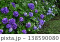 A cluster of hydrangeas with the sound of rain and dripping raindrops (with ambient sounds, ASMR, fixed focus, rainy season scene) 138590080