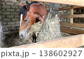 Brown horse eating hay from a slow feeder in a stable 138602927