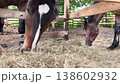Two beautiful brown horses eating hay in a farm paddock 138602932