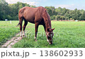 Chestnut horse grazing freely in a lush green meadow 138602933