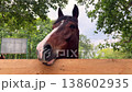 Curious brown horse with a white blaze looking over a wooden fence 138602935