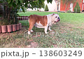 English bulldog standing proudly in a lush green backyard 138603249