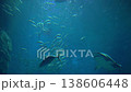 Underwater Scene with School of Fish Sharks and Rays Swimming in Deep Blue Ocean 138606448