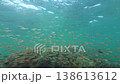 Transparent Fish School Over Coral Reef with Surface Visible, Underwater Video 138613612