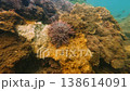 Crown of Thorns Starfish on Coral Reef Underwater, Acanthaster planci 138614091