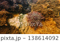 Crown of Thorns Starfish on Coral Reef Underwater, Acanthaster planci 138614092