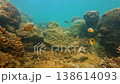 School of butterflyfish swimming over coral reef with sun rays 138614093