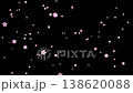 A fantasy animation featuring falling cherry blossoms against a dreamy black background. 138620088