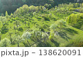 Beautiful aerial view of an old apple orchard in spring. Vilnius, Lithuania. 138620091