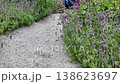 Serene Garden Path Through Lush Greenery 138623697