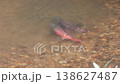 Spring in Hokkaido: Spawning season - A pair of Sakhalin taimen migrating upstream. 138627487