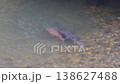 Spring in Hokkaido: Spawning season - A pair of Sakhalin taimen migrating upstream. 138627488