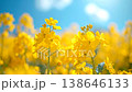 A fantastical looping video of rapeseed flowers swaying gently against a blue sky and soft light. 138646133