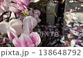 Blooming Japanese Magnolia Flowers in Spring 138648792