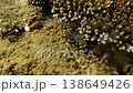 Funny Crab Eating on Coral 138649426