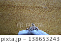 When drywood termites clean their nests, they push their fecal pellets out through kick out holes in the wood. 138653243