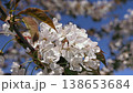 Spring. Blooming cherry trees. White flowers against a blue sky. 138653684