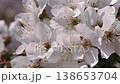 Spring. Blooming cherry trees. White flowers against a blue sky. 138653704