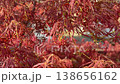 深紅の葉が伸び始めた枝垂れもみじ 138656162