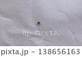 紙の上を歩くアブラムシ 138656163