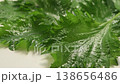 Fresh shiso leaves and water droplets 138656486