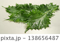 Fresh shiso leaves and water droplets 138656487