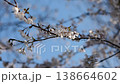 櫻花在藍天下隨風搖曳。 138664602